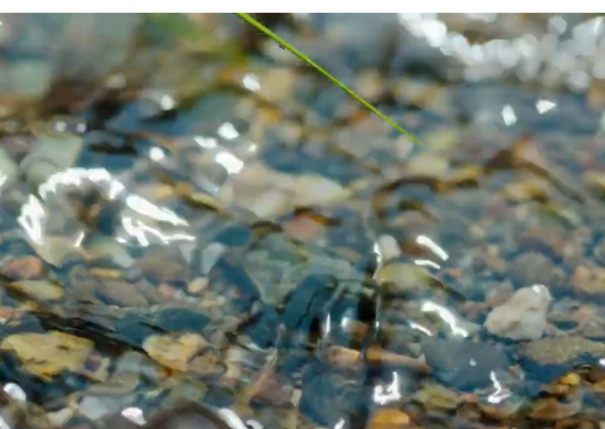 Five-year reserve soy pairing